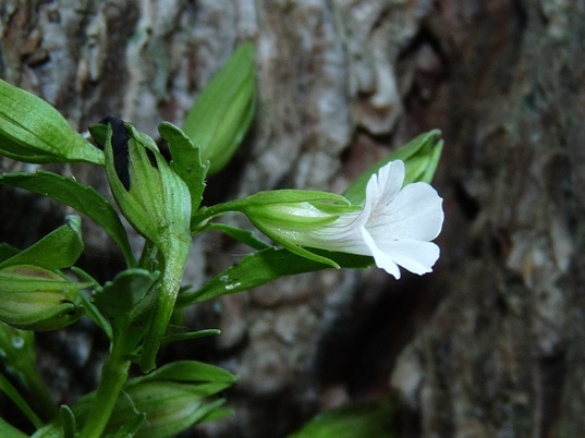 {Gratiola neglecta}